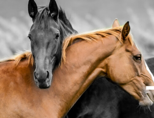 Workshop integriteit en congruent gedrag met het paard als spiegel.